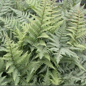 Athyrium "Ghost"