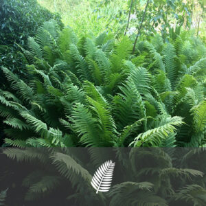 Matteuccia struthiopteris