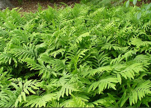 Onoclea sensibilis