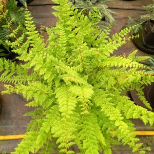 Cystopteris bulbifera