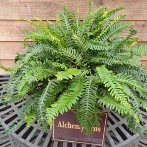 Blechnum spicant