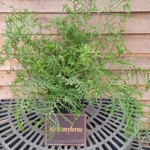 Dryopteris filix mas “Linearis Polydactyla”