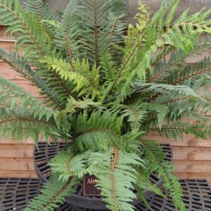 Polystichum setiferum (Proliferum)