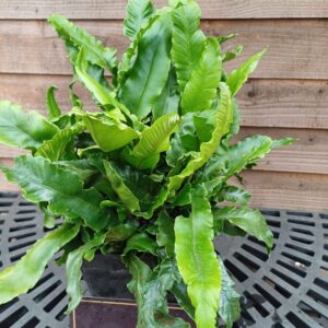 Asplenium scolopendrium
