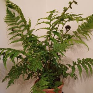 Cyathia Cooperi 'Brentwood'