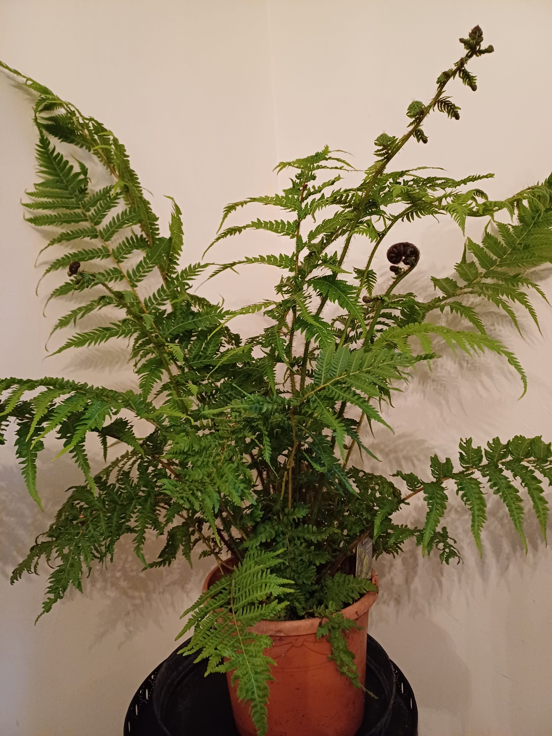 Cyathia Cooperi 'Brentwood'