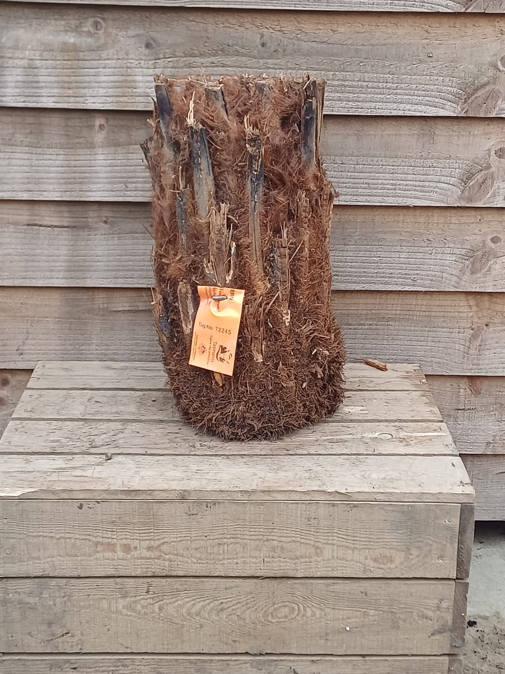 Dicksonia antarctica - 2 ft Log - Image 2