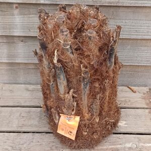 Dicksonia antarctica - 1 ft Log