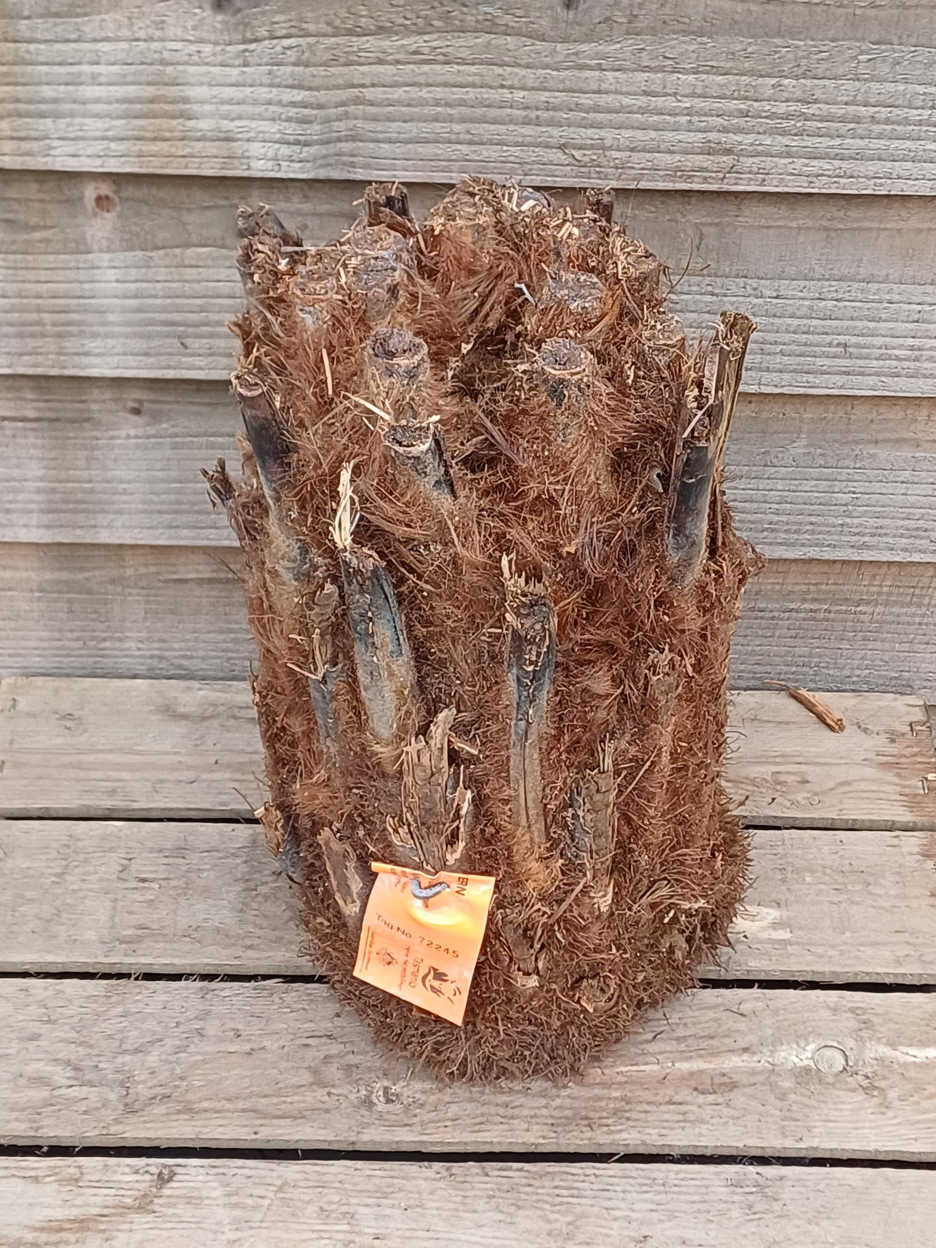 Dicksonia antarctica - 1 ft Log