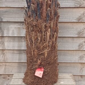 Dicksonia antarctica - 2 ft Log