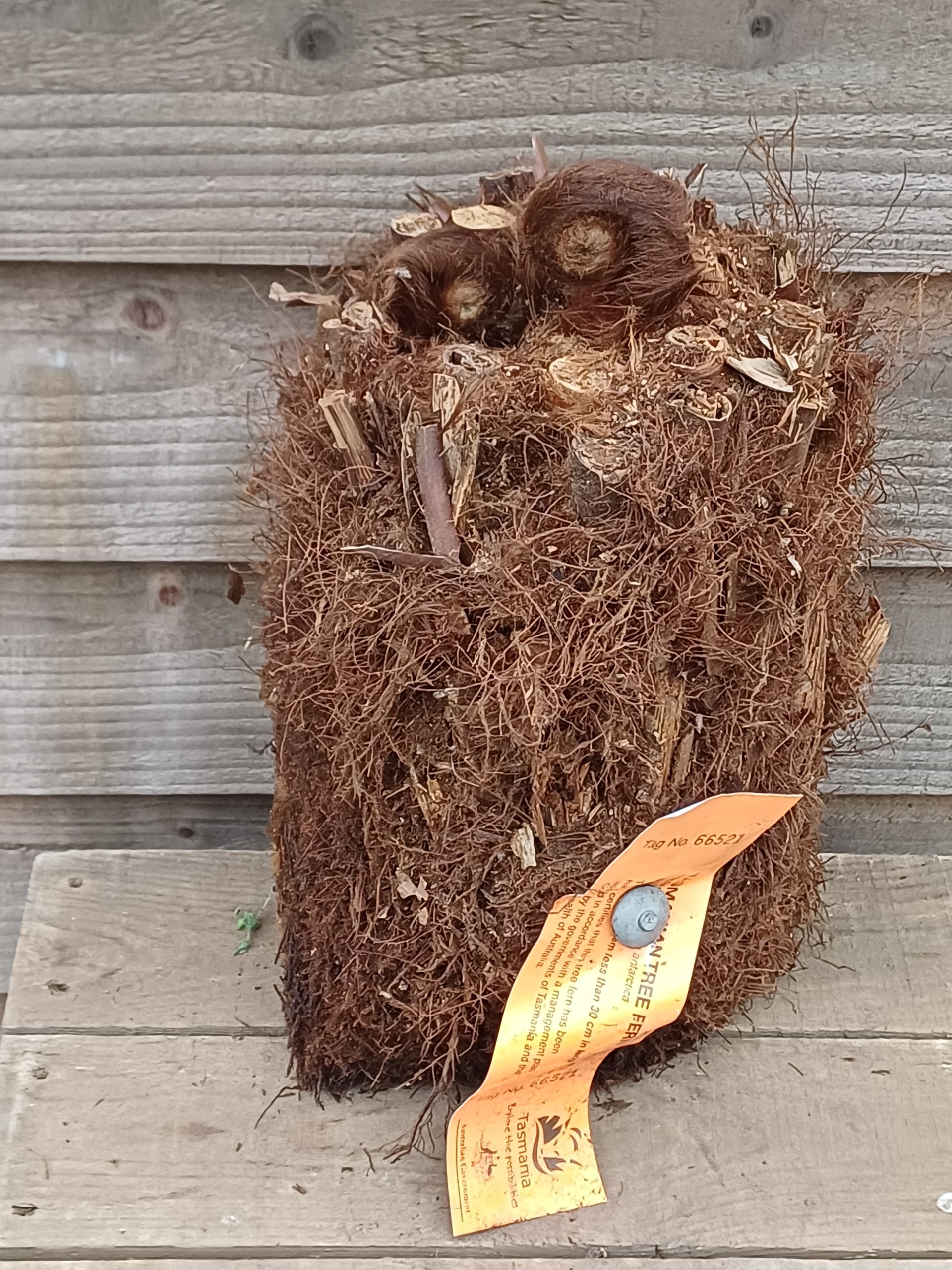 Dicksonia antarctica - 6inch Log - Image 3