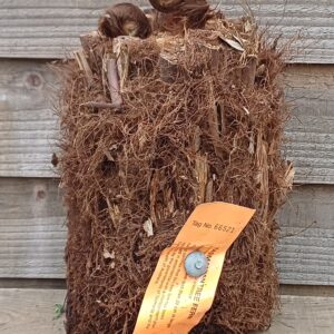 Dicksonia antarctica - 6inch Log