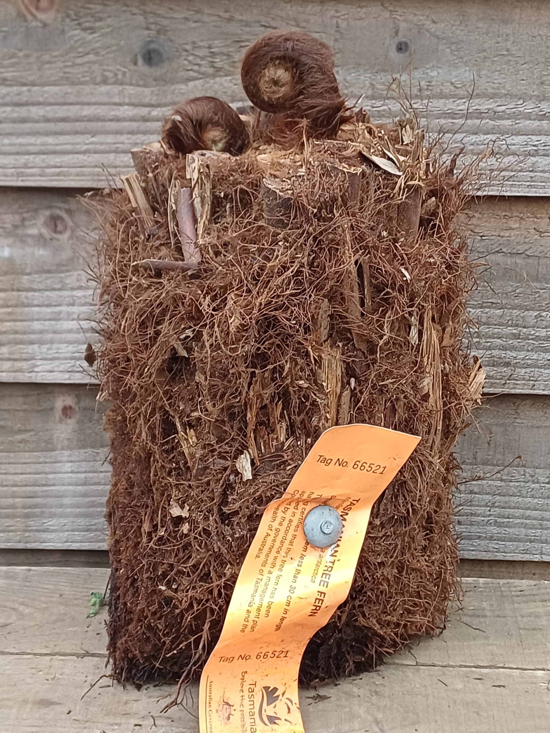 Dicksonia antarctica - 6inch Log