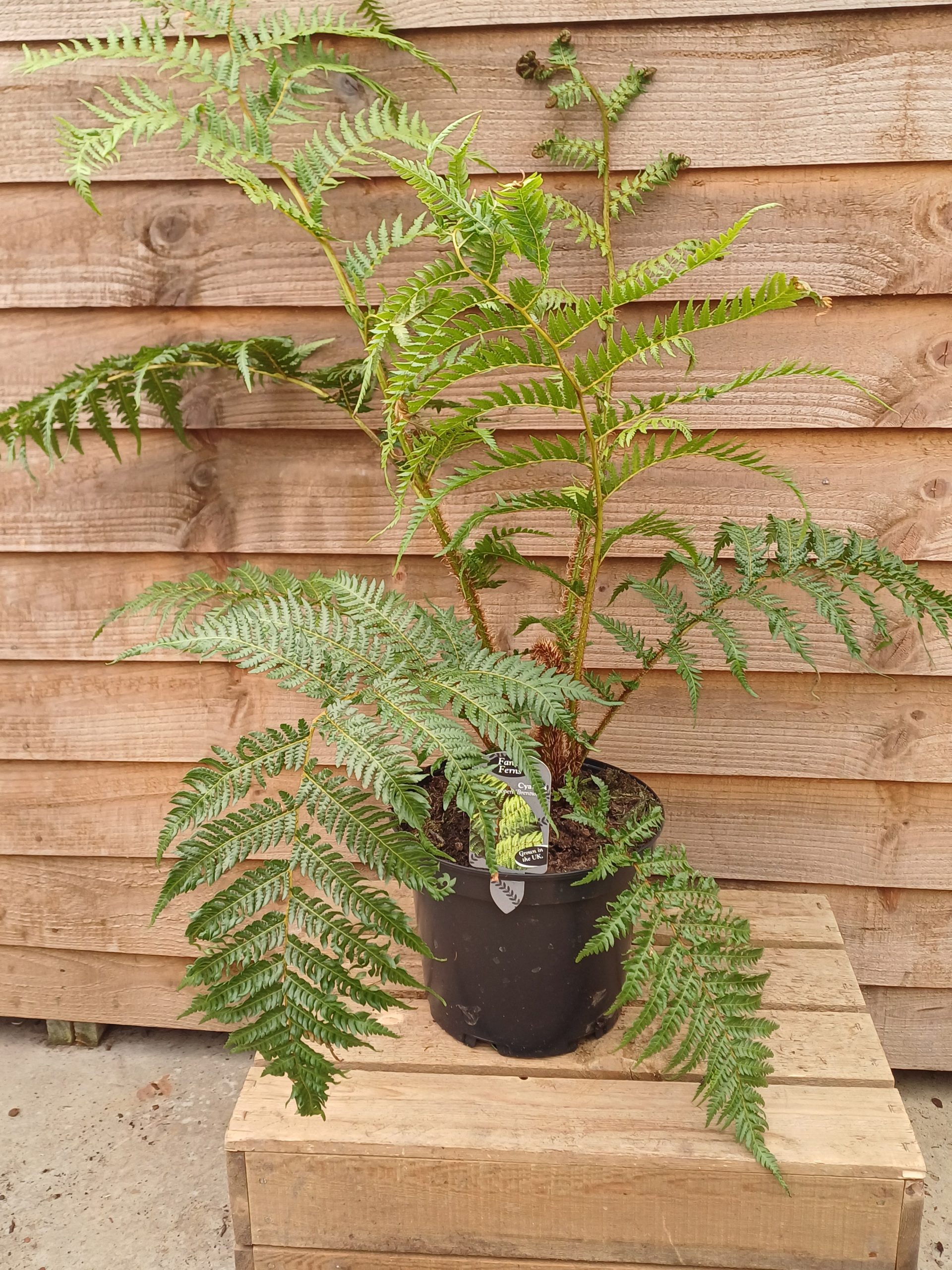 Cyathia Cooperi 'Brentwood' - Image 2