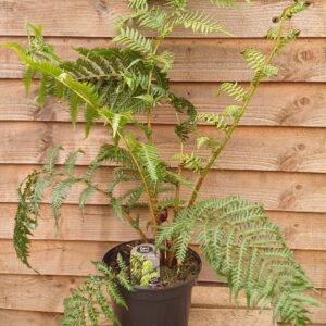 Cyathia Cooperi 'Brentwood'