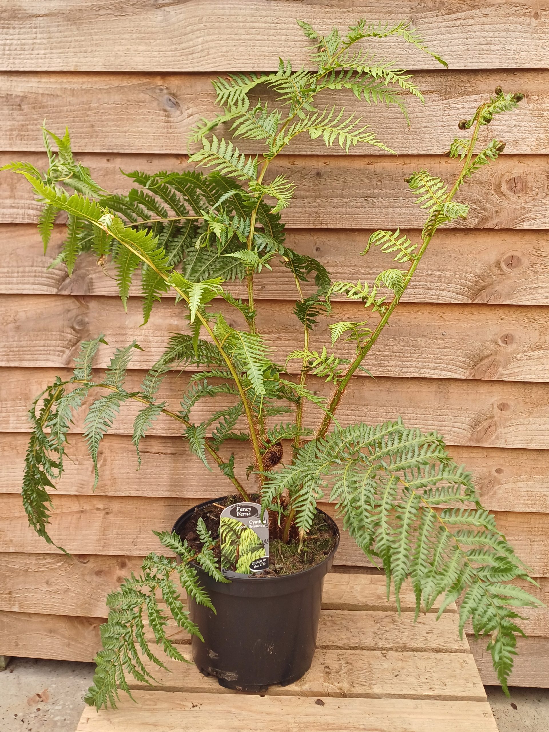 Cyathia Cooperi 'Brentwood'