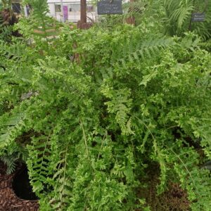 Dryopteris filix-mas 'Crispa Cristata'