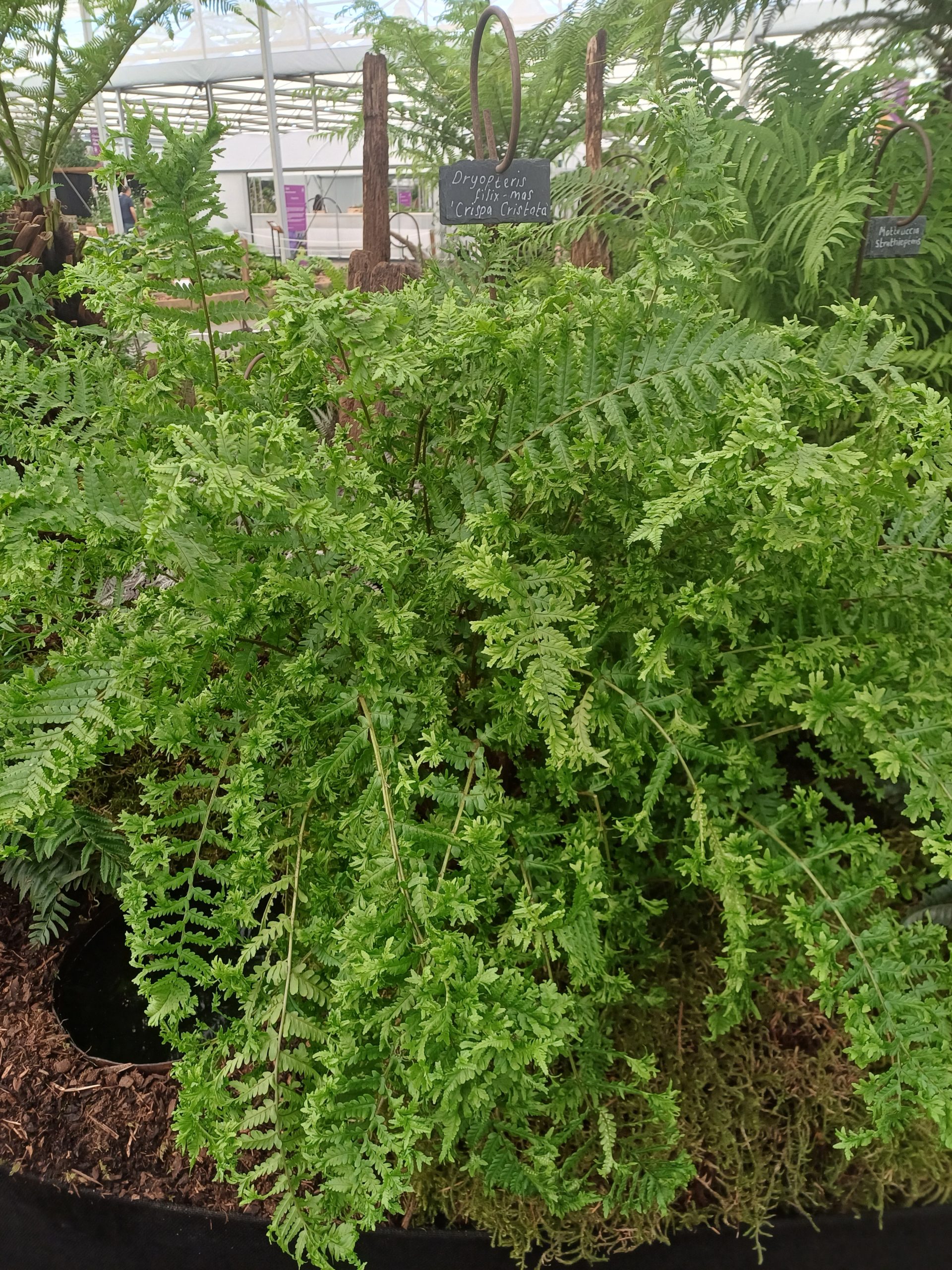 Dryopteris filix-mas 'Crispa Cristata'