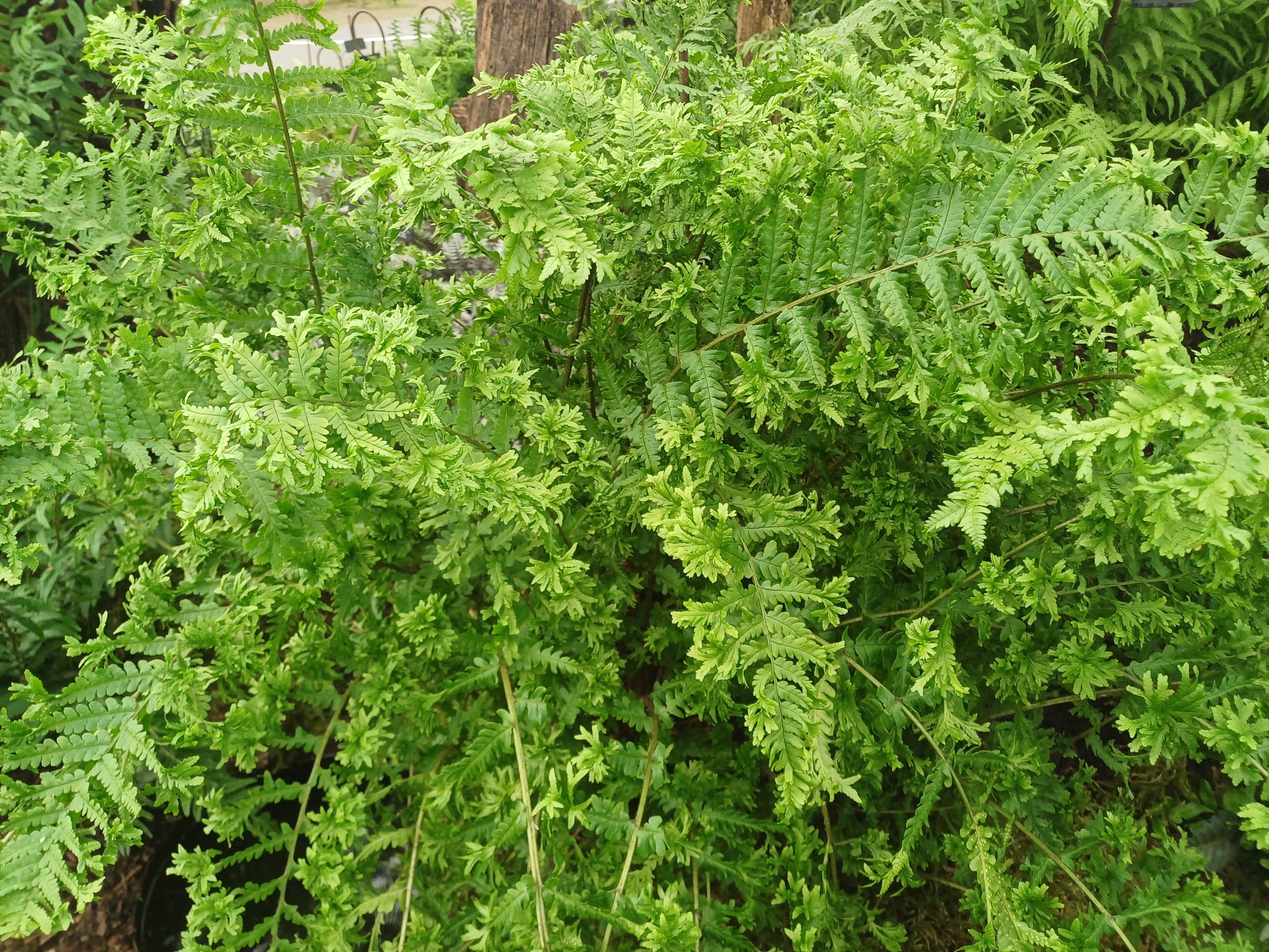 Dryopteris filix-mas 'Crispa Cristata' - Image 2