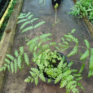 Osmunda cinnamomea