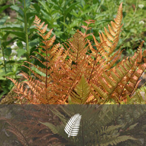 Dryopteris erythrosora “Brilliance”