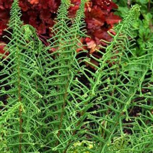 Athyrium filix femina “Dre's Dagger”