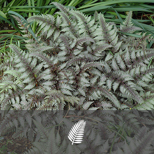 Athyrium niponicum “Burgundy Lace”
