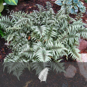 Athyrium niponicum 'Pewter Lace'