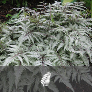 Athyrium niponicum "Silver Falls"