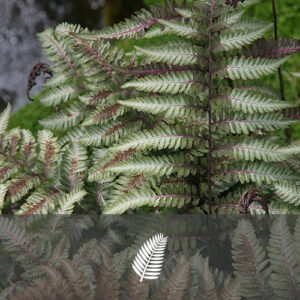 Athyrium niponicum "Metallicum"