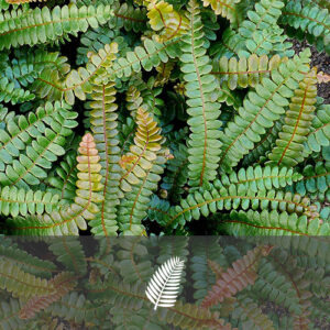 Blechnum penna-marina