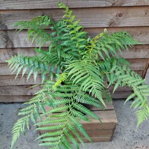 Dicksonia antarctica - Juvenile - 5L