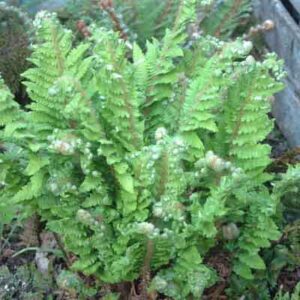 Polystichum setiferum “Congestum”