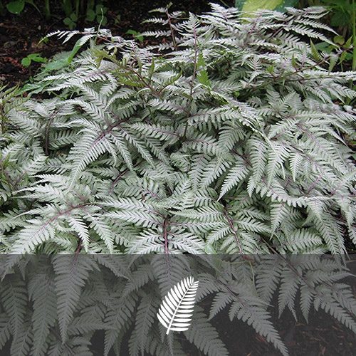 *A Collection of Native Japanese Ferns - Image 2