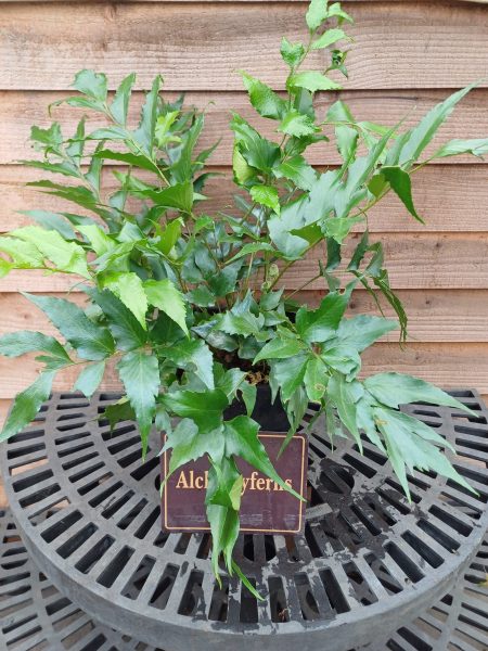 *A Collection of Native Japanese Ferns - Image 5