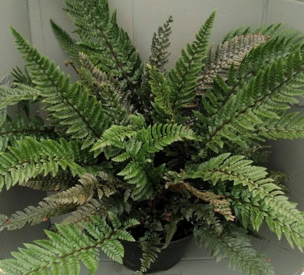 *A Collection of Native Japanese Ferns - Image 3