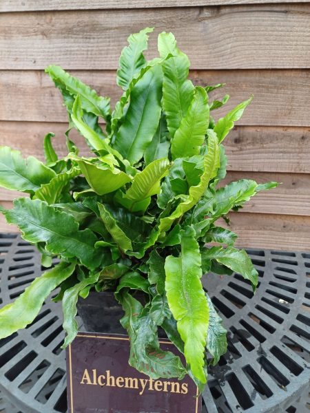 *A Collection of Ferns For Dry Shade - Image 2