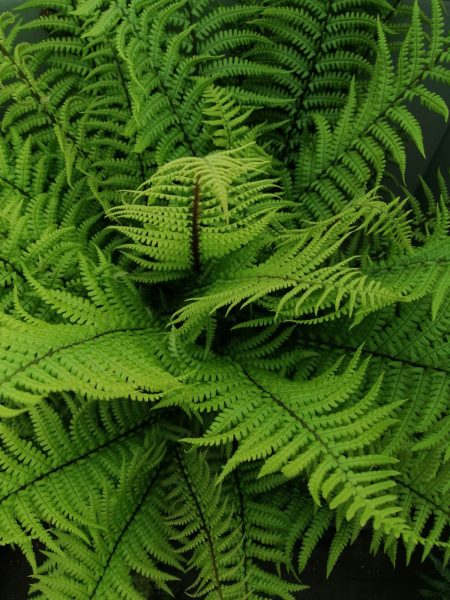 *A Collection of Ferns For Dry Shade - Image 3