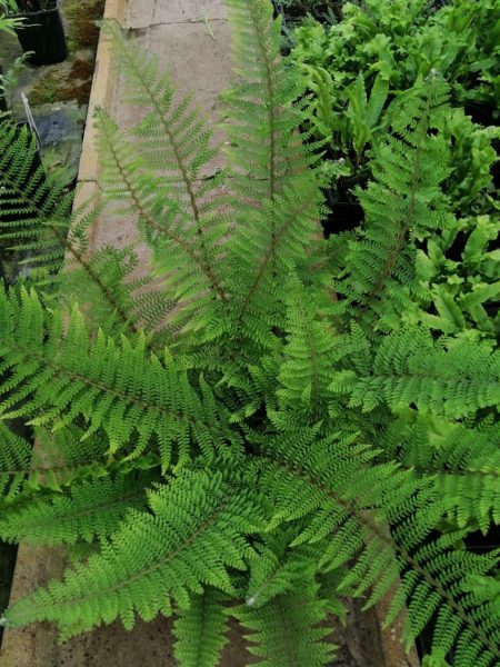 *A Collection of Ferns For Dry Shade - Image 4