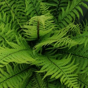 Dryopteris affinis