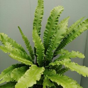 Asplenium scolopendrium “Angustifolia”
