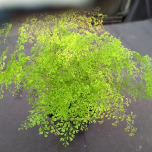 *A Trio of Small Ferns