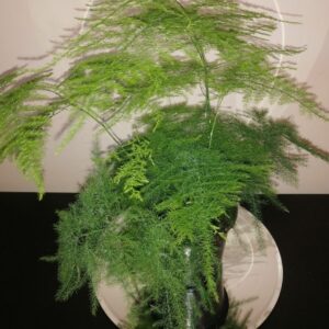 Asparagus setaceus - (Indoor/Houseplant)