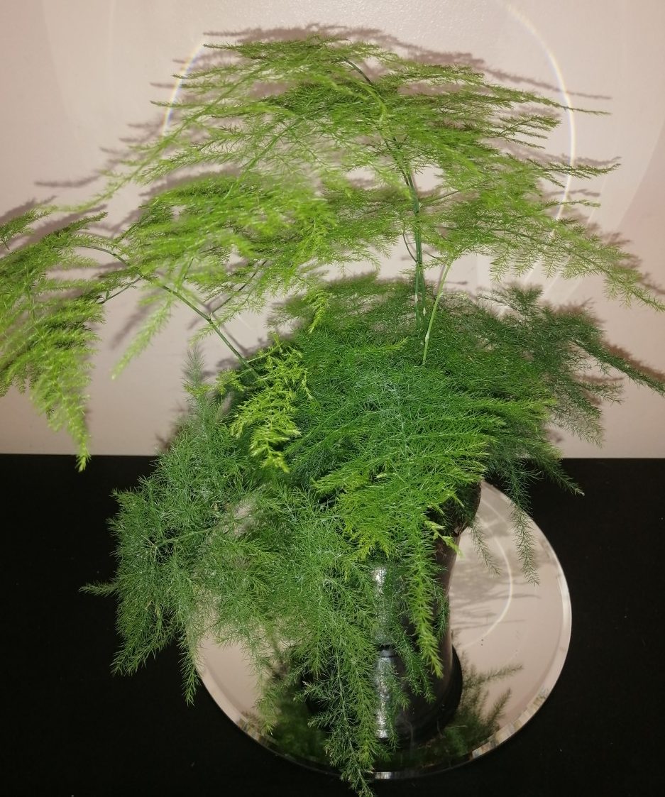 Asparagus setaceus - (Indoor/Houseplant)