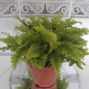 Boston Fern - (Indoor/Houseplant)