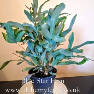 Phlebodium aureum - (Indoor/Houseplant)