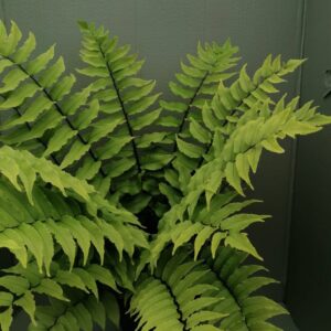 Cyrtomium fortunei “Clivicolo”