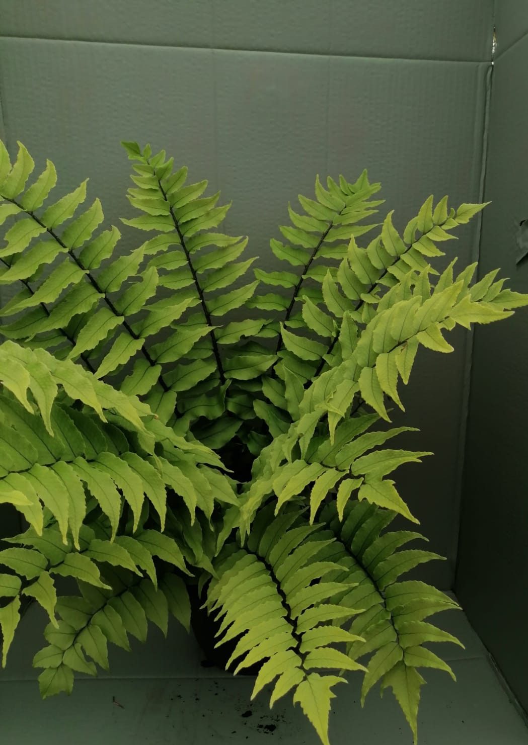 Cyrtomium fortunei “Clivicolo”