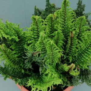 Dryopteris affinis "Crispa Congesta”