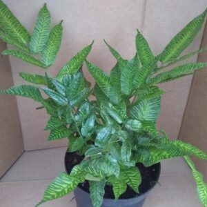 Coniogramme emeiensis. 1 Liter Pot